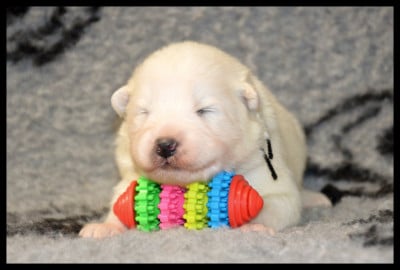 Les chiots de Samoyède