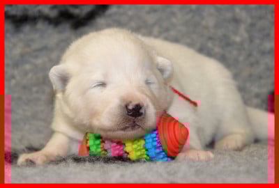 Les chiots de Samoyède