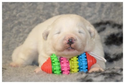 Les chiots de Samoyède