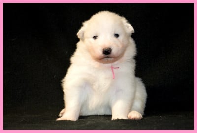 Les chiots de Samoyède