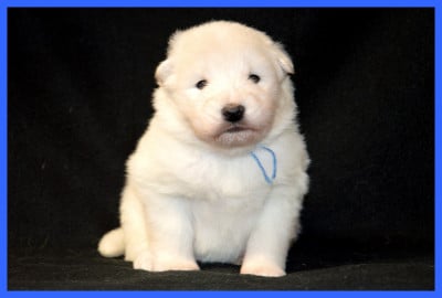 Les chiots de Samoyède