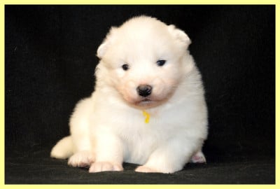 Les chiots de Samoyède