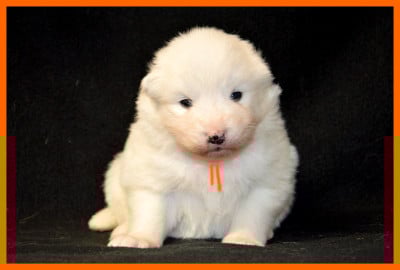 Les chiots de Samoyède