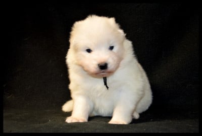 Les chiots de Samoyède