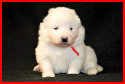 Les chiots de Samoyède