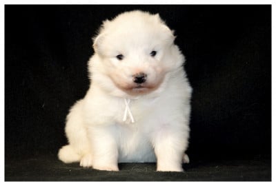 Les chiots de Samoyède