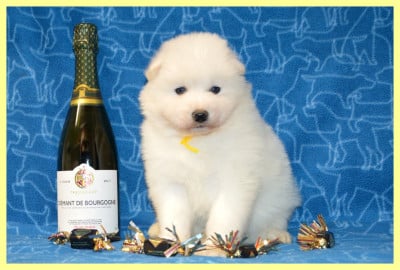 Les chiots de Samoyède