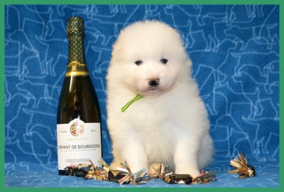 Les chiots de Samoyède