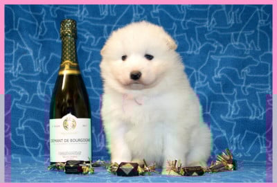 Les chiots de Samoyède