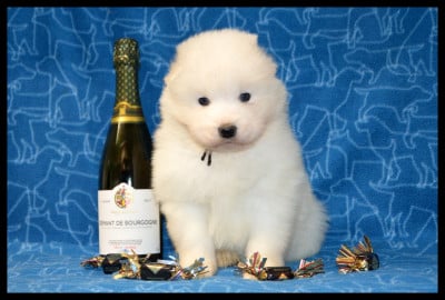 Les chiots de Samoyède