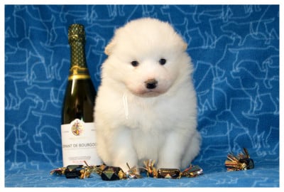 Les chiots de Samoyède