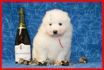 Les chiots de Samoyède