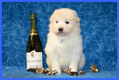 Les chiots de Samoyède