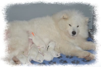 Les chiots de Samoyède