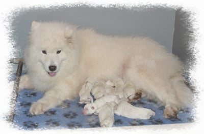 Les chiots de Samoyède