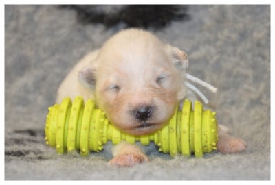 Les chiots de Samoyède