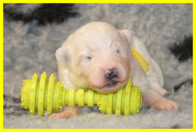 Les chiots de Samoyède