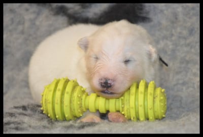 Les chiots de Samoyède