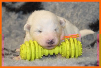 Les chiots de Samoyède