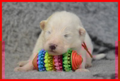 Les chiots de Samoyède