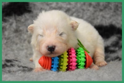 Les chiots de Samoyède