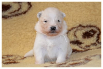 Les chiots de Samoyède