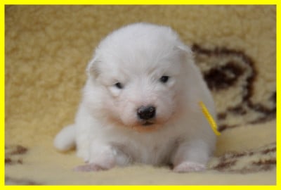 Les chiots de Samoyède