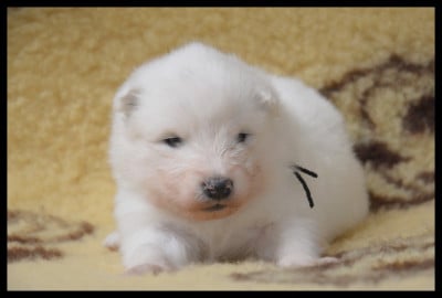 Les chiots de Samoyède