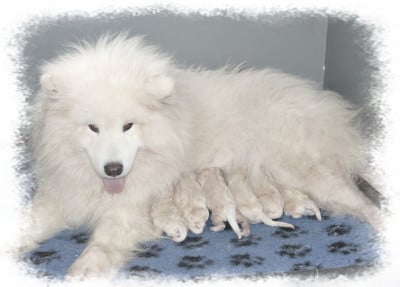 Chiot N°7 - Samoyède