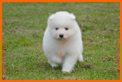 Les chiots de Samoyède