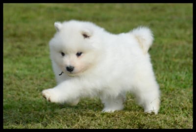 Les chiots de Samoyède