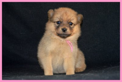 Les chiots de Spitz Finlandais