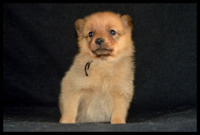 Les chiots de Spitz Finlandais
