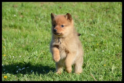 Les chiots de Spitz Finlandais