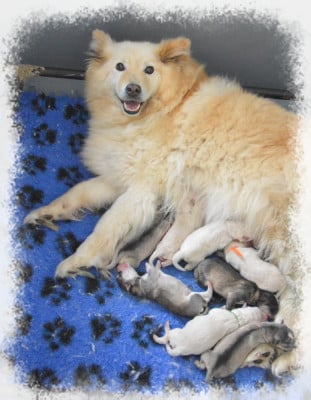 Les chiots de Chien finnois de Laponie