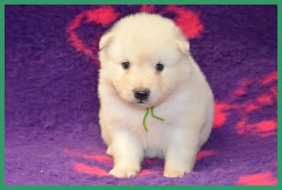 Les chiots de Chien finnois de Laponie