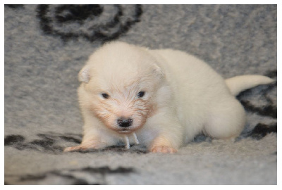 Les chiots de Samoyède