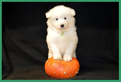 Les chiots de Samoyède