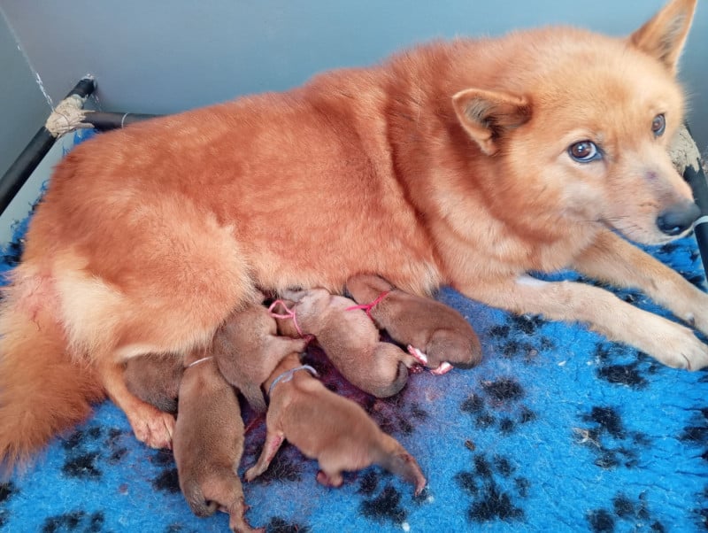 Spitz Finlandais - of artic cobaka