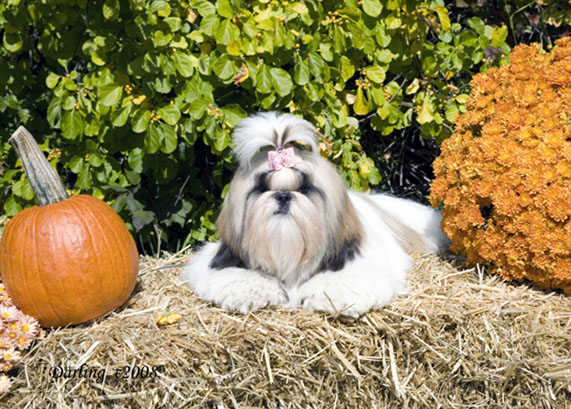 Publication : des joyaux du mas enchante