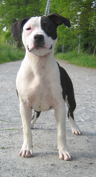 Publication : De karysha Auteur : COTTIN Karine