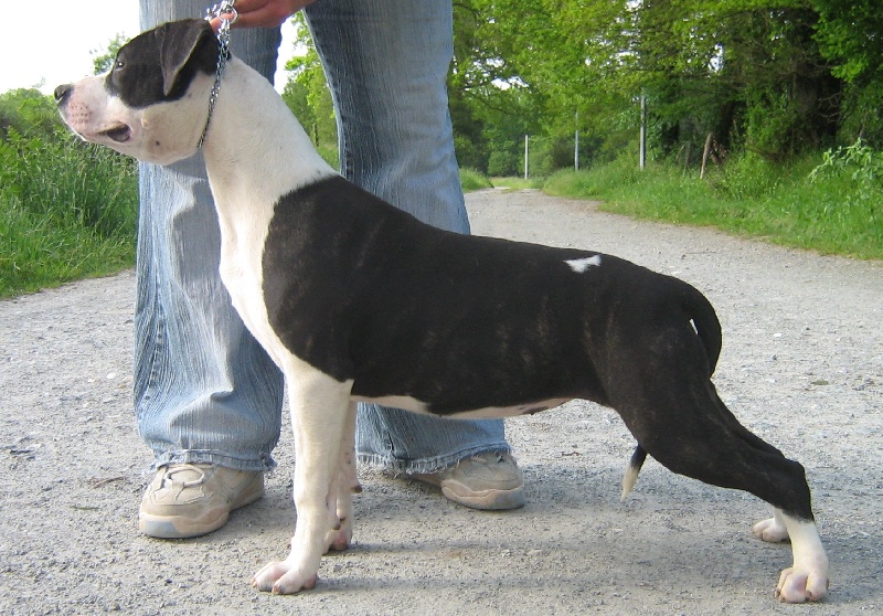 Publication : De karysha Auteur : COTTIN Karine