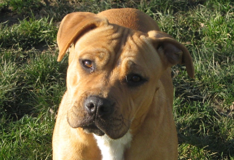 Publication : De karysha