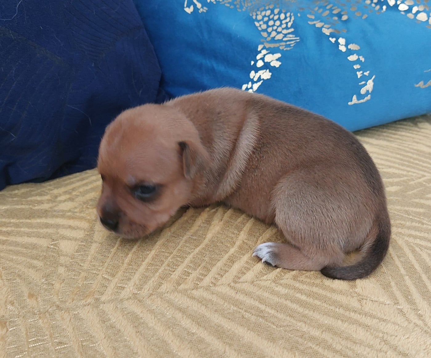 Chiot N°1 - Staffordshire Bull Terrier