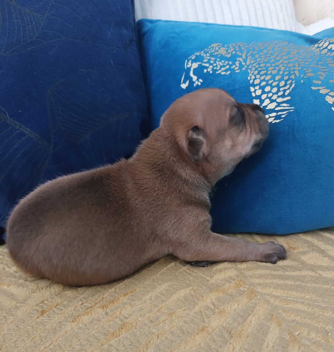 Chiot N°1 - Staffordshire Bull Terrier