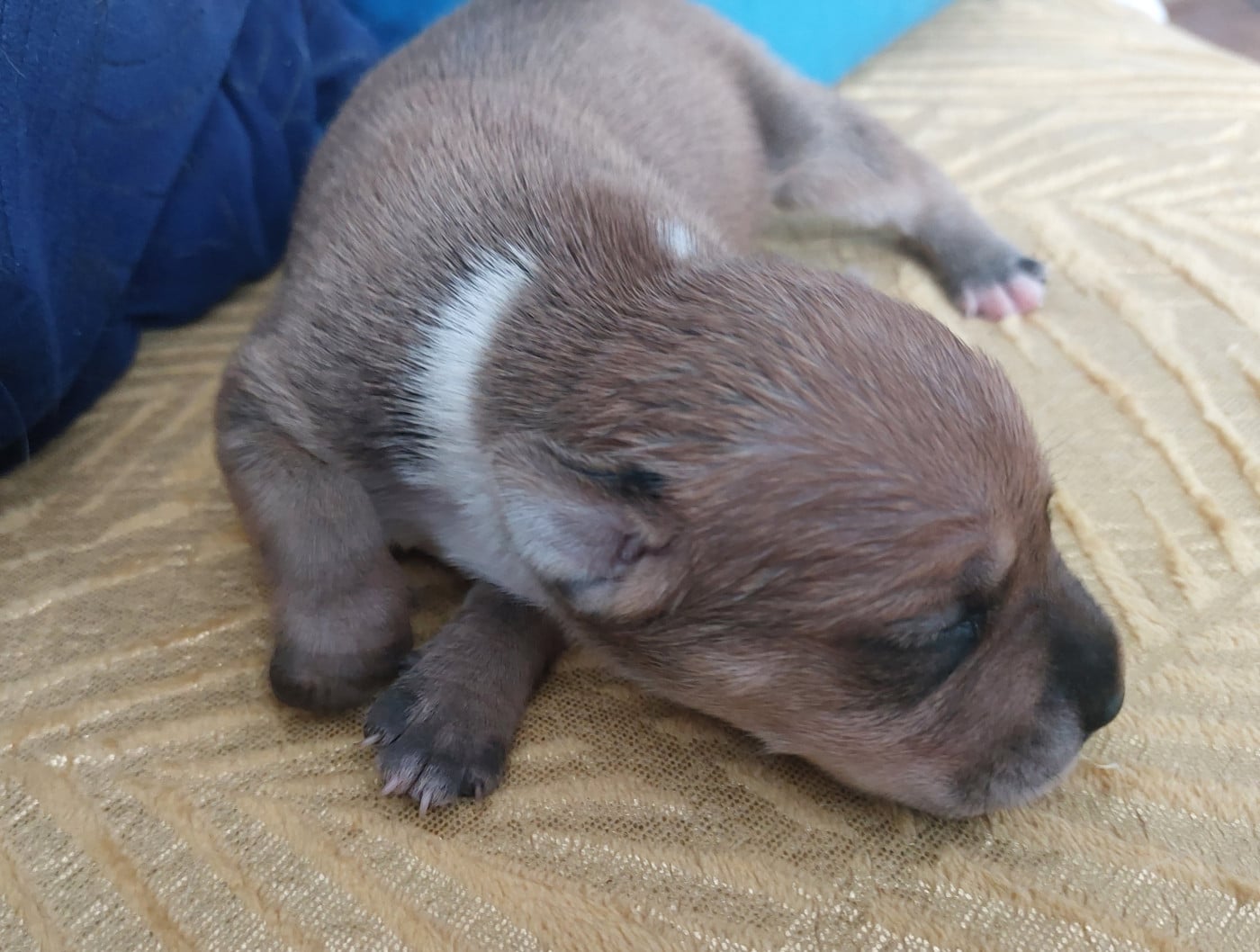 Chiot N°2 - Staffordshire Bull Terrier