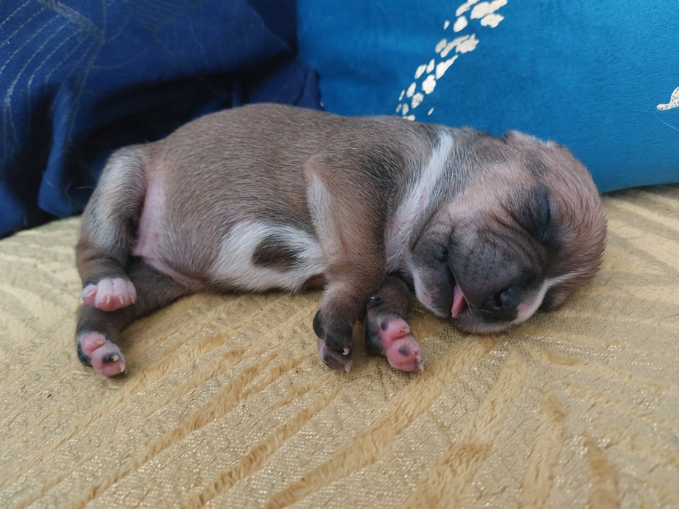 Chiot N°5 - Staffordshire Bull Terrier