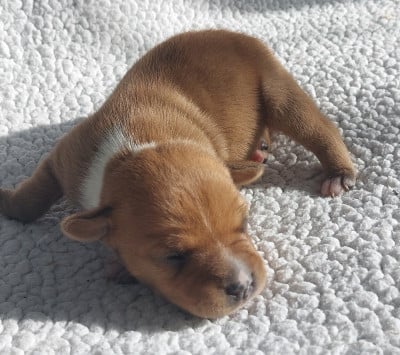 Les chiots de Staffordshire Bull Terrier