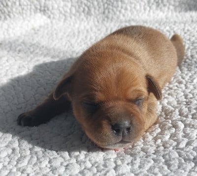 Les chiots de Staffordshire Bull Terrier