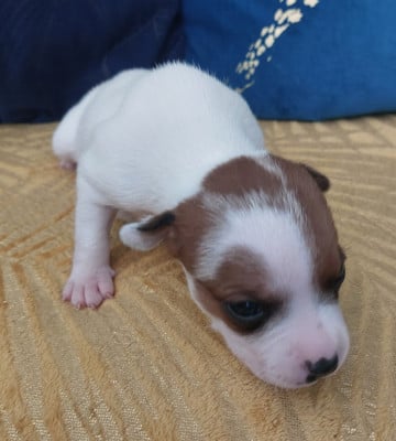 Les chiots de Staffordshire Bull Terrier